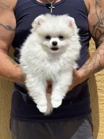 Snowy, a male Pomeranian for sale in Wauchula, FL – 1 of 10