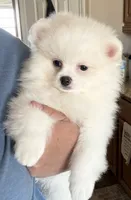 Casper , a male Pomeranian for sale in Wauchula, FL – 7 of 10