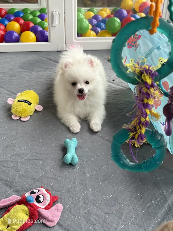 Dime – Pomeranian puppy for sale in Wauchula, FL