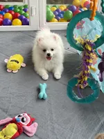 Dime, a female Pomeranian for sale in Wauchula, FL – 1 of 8