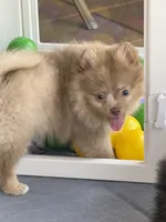Westley (Rare merle color), a male Pomeranian for sale in Wauchula, FL – 7 of 10