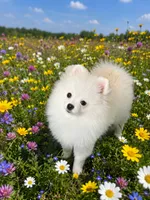 Duke, a male Pomeranian for sale in Wauchula, FL – 3 of 8