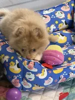 Westley (Rare merle color), a male Pomeranian for sale in Wauchula, FL – 9 of 10