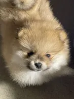 Timmy, a male Pomeranian for sale in Wauchula, FL – Photo 2 of 4
