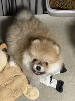 Timmy, a male Pomeranian for sale in Wauchula, FL – Photo 4 of 4