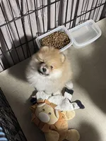 Timmy, a male Pomeranian for sale in Wauchula, FL – Photo 3 of 4