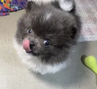 Archie, a male Pomeranian for sale in Wauchula, FL – Photo 1 of 10