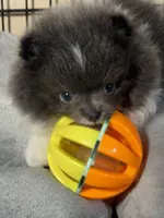 Archie, a male Pomeranian for sale in Wauchula, FL – Photo 6 of 10