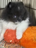 Archie, a male Pomeranian for sale in Wauchula, FL – Photo 8 of 10