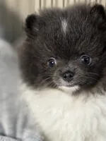 Archie, a male Pomeranian for sale in Wauchula, FL – Photo 2 of 10