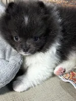 Archie, a male Pomeranian for sale in Wauchula, FL – Photo 3 of 10