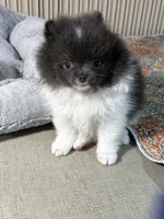 Archie, a male Pomeranian for sale in Wauchula, FL – Photo 4 of 10