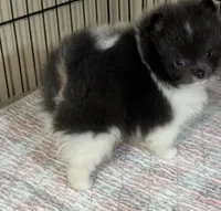 Archie, a male Pomeranian for sale in Wauchula, FL – Photo 7 of 10