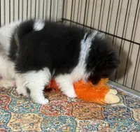 Archie, a male Pomeranian for sale in Wauchula, FL – Photo 10 of 10