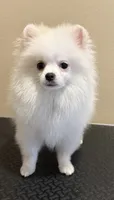 Duke, a male Pomeranian for sale in Wauchula, FL – 6 of 8