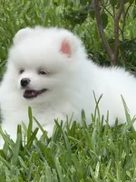Snowy, a male Pomeranian for sale in Wauchula, FL – 6 of 10