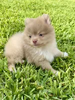 Danny, a male Pomeranian for sale in Wauchula, FL – 7 of 10
