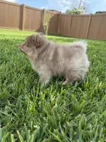 Danny, a male Pomeranian for sale in Wauchula, FL – 8 of 10