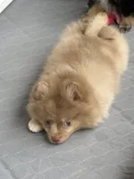 Westley (Rare merle color), a male Pomeranian for sale in Wauchula, FL – 3 of 10