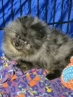 Sammy, a male Pomeranian for sale in Wauchula, FL – 8 of 10