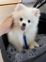 Duke, a male Pomeranian for sale in Wauchula, FL – 1 of 8
