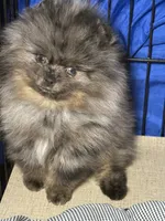 Sammy, a male Pomeranian for sale in Wauchula, FL – 7 of 10