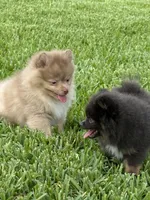Westley, a male Pomeranian for sale in Wauchula, FL – 7 of 10