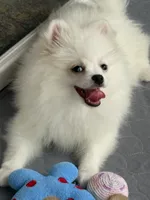 Casper , a male Pomeranian for sale in Wauchula, FL – 10 of 10