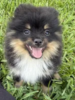 Walter , a male Pomeranian for sale in Wauchula, FL – 3 of 10