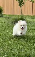 Dime, a female Pomeranian for sale in Wauchula, FL – 4 of 8