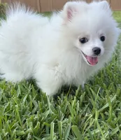 Duke, a male Pomeranian for sale in Wauchula, FL – 8 of 8