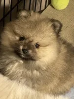 Sammy, a male Pomeranian for sale in Wauchula, FL – Photo 8 of 10