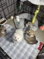 Sammy, a male Pomeranian for sale in Wauchula, FL – Photo 6 of 10