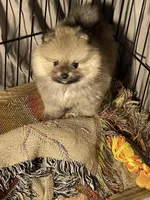 Sammy, a male Pomeranian for sale in Wauchula, FL – Photo 7 of 10