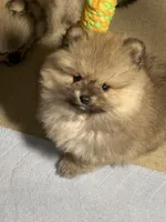 Sammy, a male Pomeranian for sale in Wauchula, FL – Photo 10 of 10