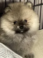 Sammy, a male Pomeranian for sale in Wauchula, FL – Photo 2 of 10