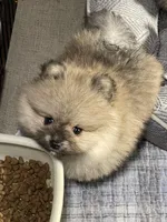 Sammy, a male Pomeranian for sale in Wauchula, FL – Photo 4 of 10