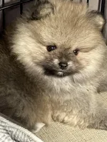 Sammy, a male Pomeranian for sale in Wauchula, FL – Photo 1 of 10