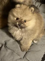 Sammy, a male Pomeranian for sale in Wauchula, FL – Photo 5 of 10