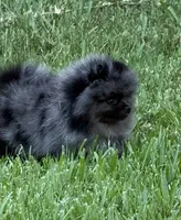 Sammy, a male Pomeranian for sale in Wauchula, FL – 4 of 10