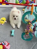 Casper , a male Pomeranian for sale in Wauchula, FL – 8 of 10