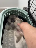 Ronnie, a male Pomeranian for sale in Wauchula, FL – Photo 5 of 10