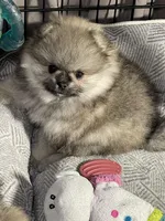 Ronnie, a male Pomeranian for sale in Wauchula, FL – Photo 7 of 10