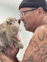 Ronnie, a male Pomeranian for sale in Wauchula, FL – Photo 4 of 10