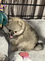 Ronnie, a male Pomeranian for sale in Wauchula, FL – Photo 10 of 10