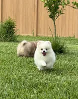 Dime, a female Pomeranian for sale in Wauchula, FL – 6 of 8
