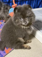 Paisley, a female Pomeranian for sale in Wauchula, FL – 8 of 10