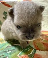 Dusty, a male Pomeranian for sale in Wauchula, FL – Photo 9 of 10