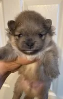 Dusty, a male Pomeranian for sale in Wauchula, FL – Photo 5 of 10