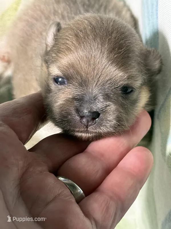 Dusty, a male Pomeranian for sale in Wauchula, FL – Photo 1 of 10